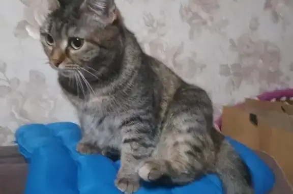 Пропала кошка: Карпатская, 26, Кемерово
