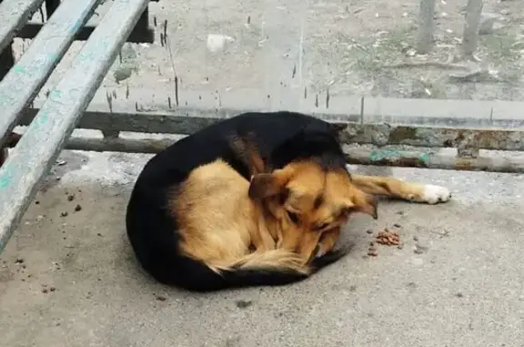 Раненая собака на ул. Беспалова