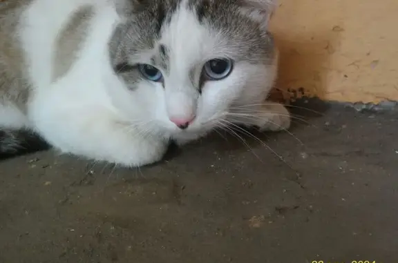 Найден кот, ул. Болейко, 5, Челябинск