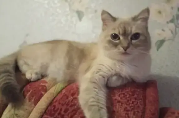 Пропала кошка Люся: Пушкинский, 52