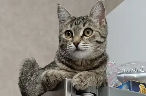 Потерянные животные Магнитогорск, фото: Пропала кошка: Благодатная ул., 159