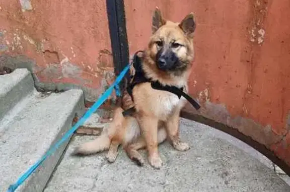Пропала собака Нюша в Рябово, РФ