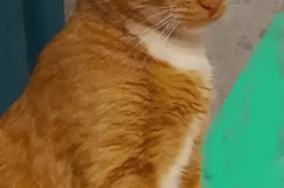 Пропал рыжий кот: Комсомольская, 101