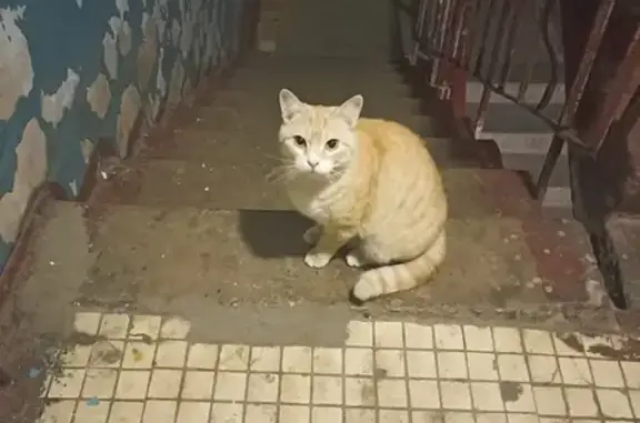 Найден рыжий котик, ул. Фадеева, 12Б