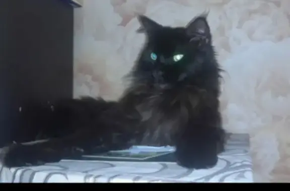 Пропал кот: ул. Калинина - Орджоникидзе
