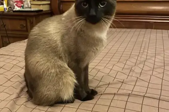 Пропал сиамский кот, Краснодонский, 81