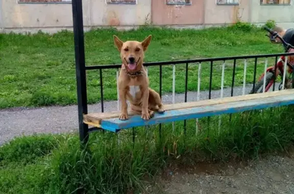 Пропала собака в Ильинском, Ростик
