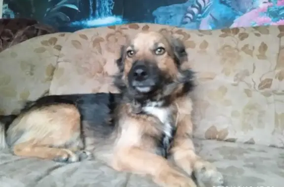 Пропала собака в Ильинском