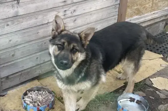 Найдена щенок в Александрово, Никулино