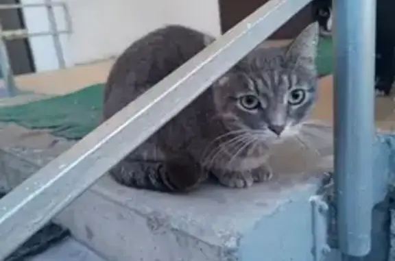 Найдена кошка: Перовская ул., 22
