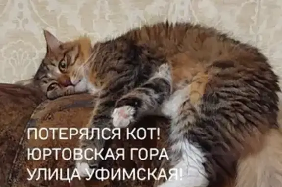 Пропала кошка: Уфимская ул., 67