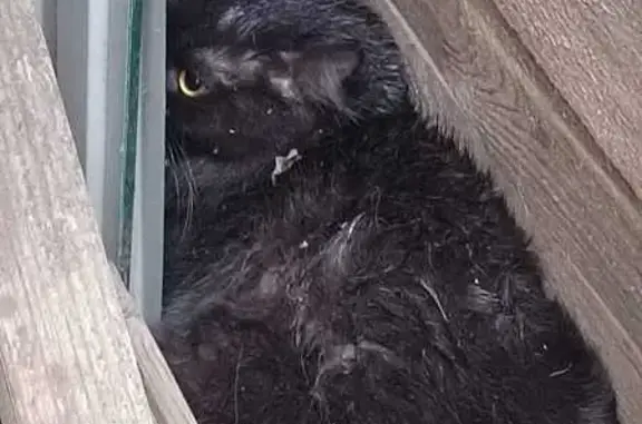 Найден черный кот, ул. Шишкова, 75б