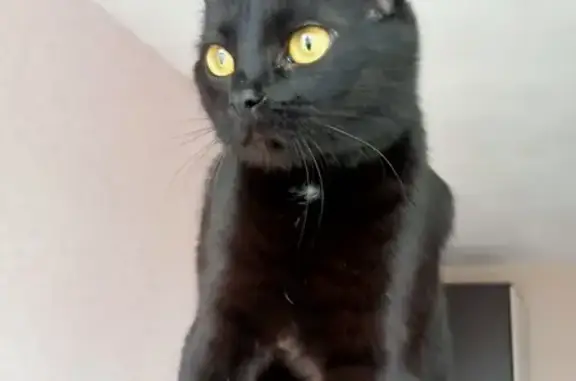 Чёрная кошка найдена: ул. Антонова-Овс., 35л