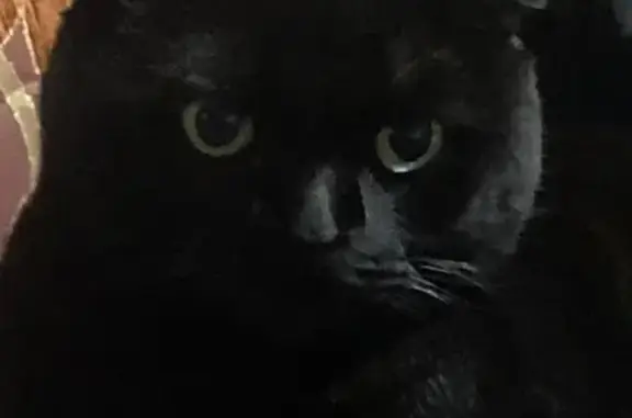 Пропала черная кошка, Пушкина 28