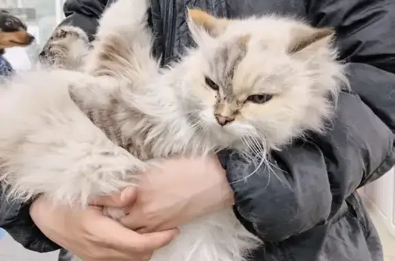 Найдена кошка в Ангарске, 10 м-н
