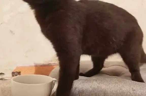 Найдена чёрная кошка: Вяземская, 26