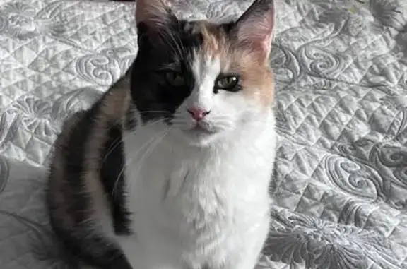Найдена кошка: Офицерская, 17, Тольятти
