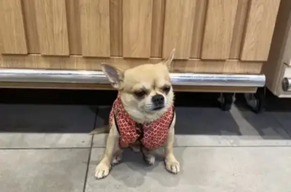 Собака найдена у метро Пионерская