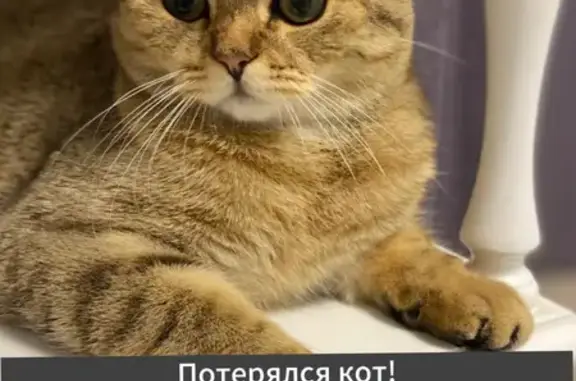 Пропала кошка: ул. Фрунзе, 18, Ростов