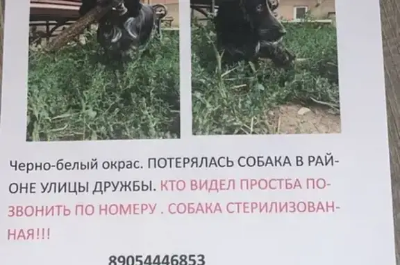 Пропала собака в Кисловодске