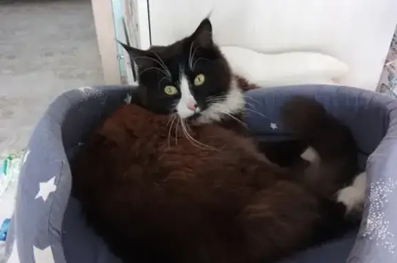 Кошки потеряшки, Чунский, фото: Потеряшка кошка: Вокзальная, 11, Чунский
