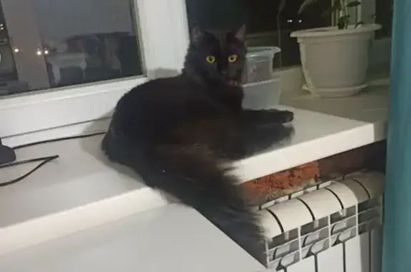 Найден чёрный кот: Ленина, 54Б, Тула