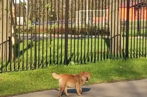 Найдена собака: Никулинская ул., 6, Москва