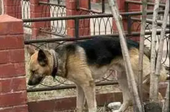 Найдена собака на Зеленой ул., 5, Ангарск
