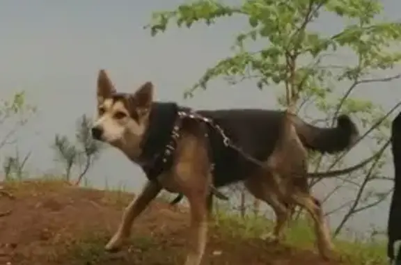 Пропала собака Бага, Нижний Новгород