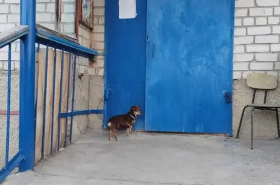 Найдена собака в Тюмени, Метис пинчера