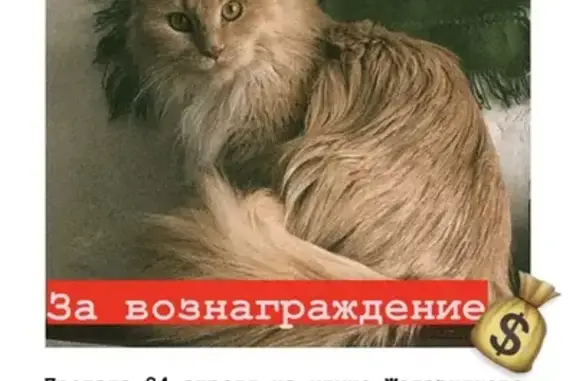 Пропала кошка: Железнякова, 18
