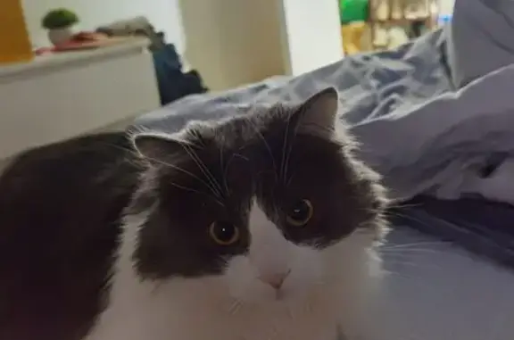 Кошки потеряшки, Донецьк, фото: Потеряшка кошка: Островського, 8, Донецьк