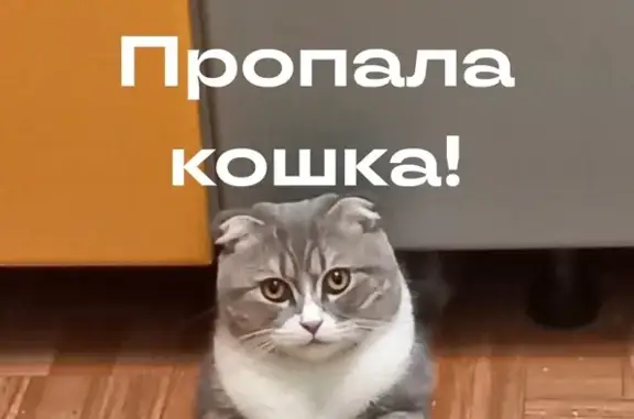 Пропала кошка: ул. Расковой, 32А, Грязи