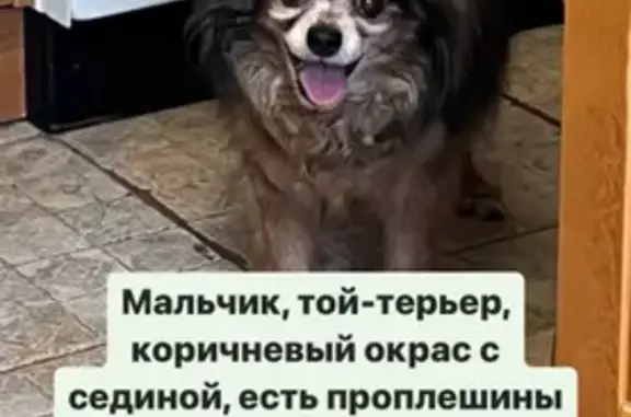 Пропала собака: Красноярский Раб., 55