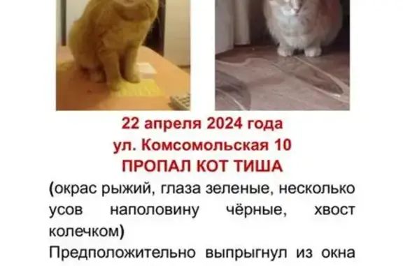Пропал рыжий кот: Комсомольская, 10