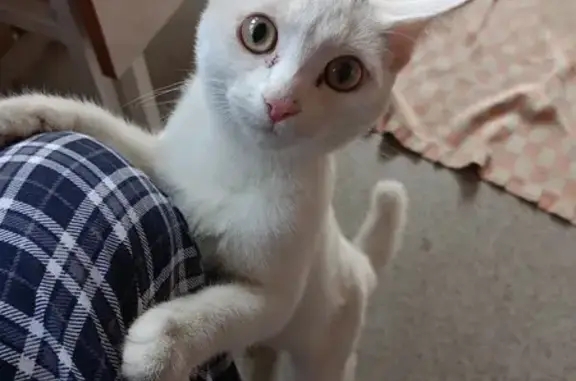 Белый котик найден: Ленинградская, 18