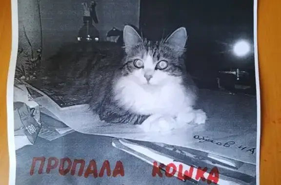 Пропала кошка Фрося в Ижевске