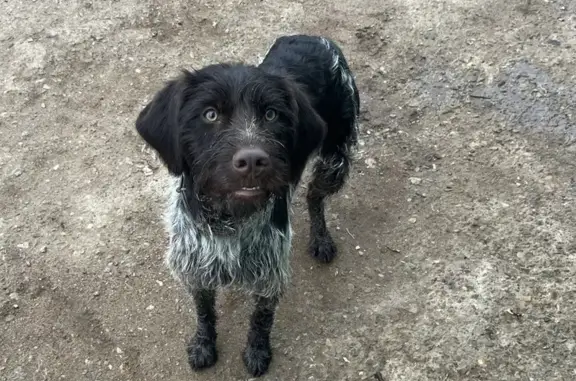 Найдена собака в Бирске, Кольцевая