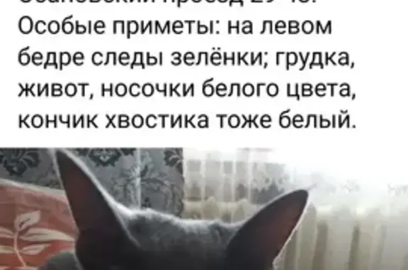 Пропала серая кошка: Осановский, 29