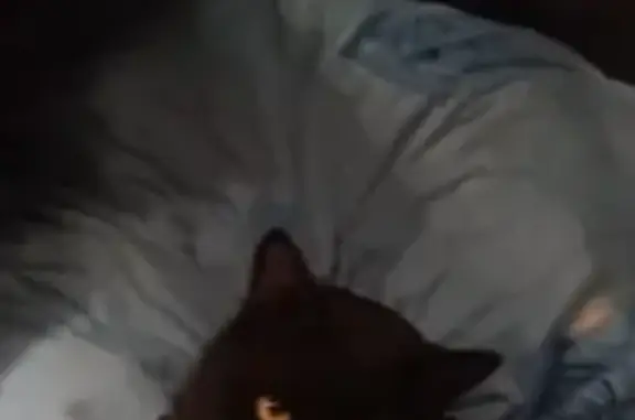 Пропала черная кошка в Усть-Катаве