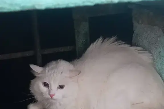 Найдена кошка: Руставели, 30, Челябинск