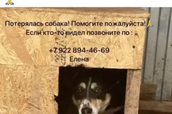 Пропала собака Моня, Сорочинск