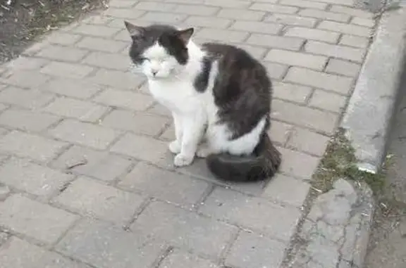 Кошка найдена в Чертаново, Москва