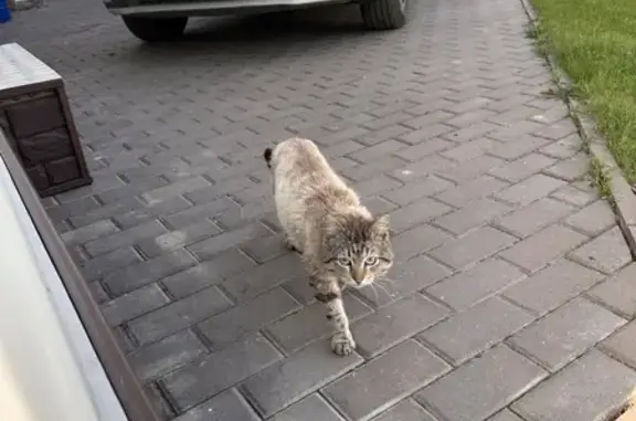 Кошка Котик найдена в Чулпаново