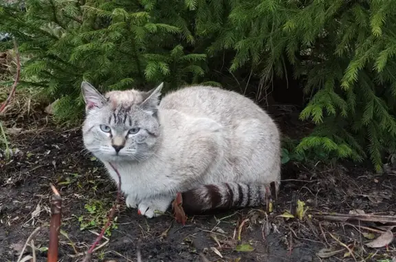 Пропала кошка: Мамина, 9, Челябинск