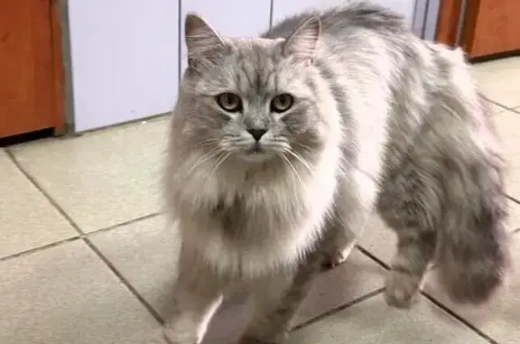 Кошка найдена: Комсомольский, 48