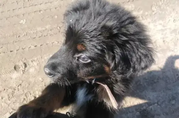 Пропала щенка в Пажге, Коми