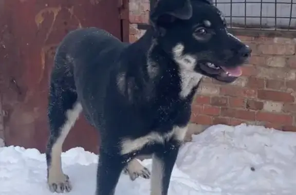 Пропала собака Лея в Сарапуле