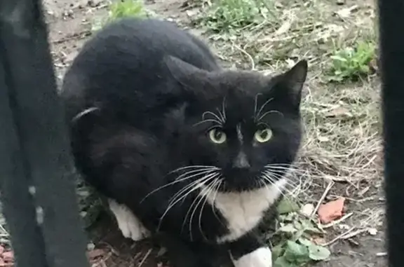Найдена кошка: ул. Ибрагимова, 6А