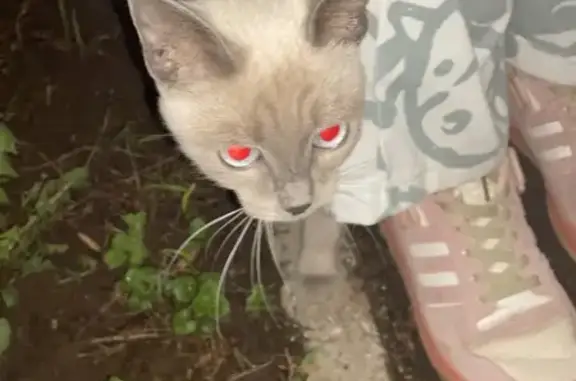 Найдена сиамская кошка: Воровского, 125